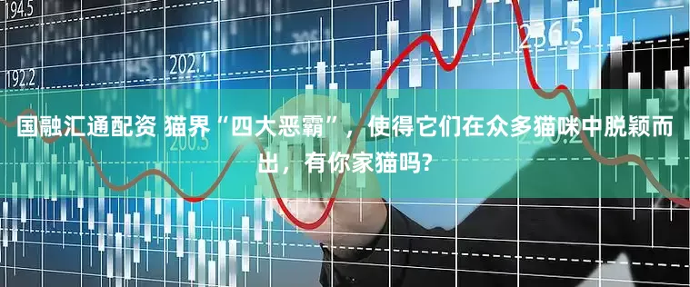 國融匯通配資 貓界“四大惡霸”，使得它們在眾多貓咪中脫穎而出，有你家貓嗎?